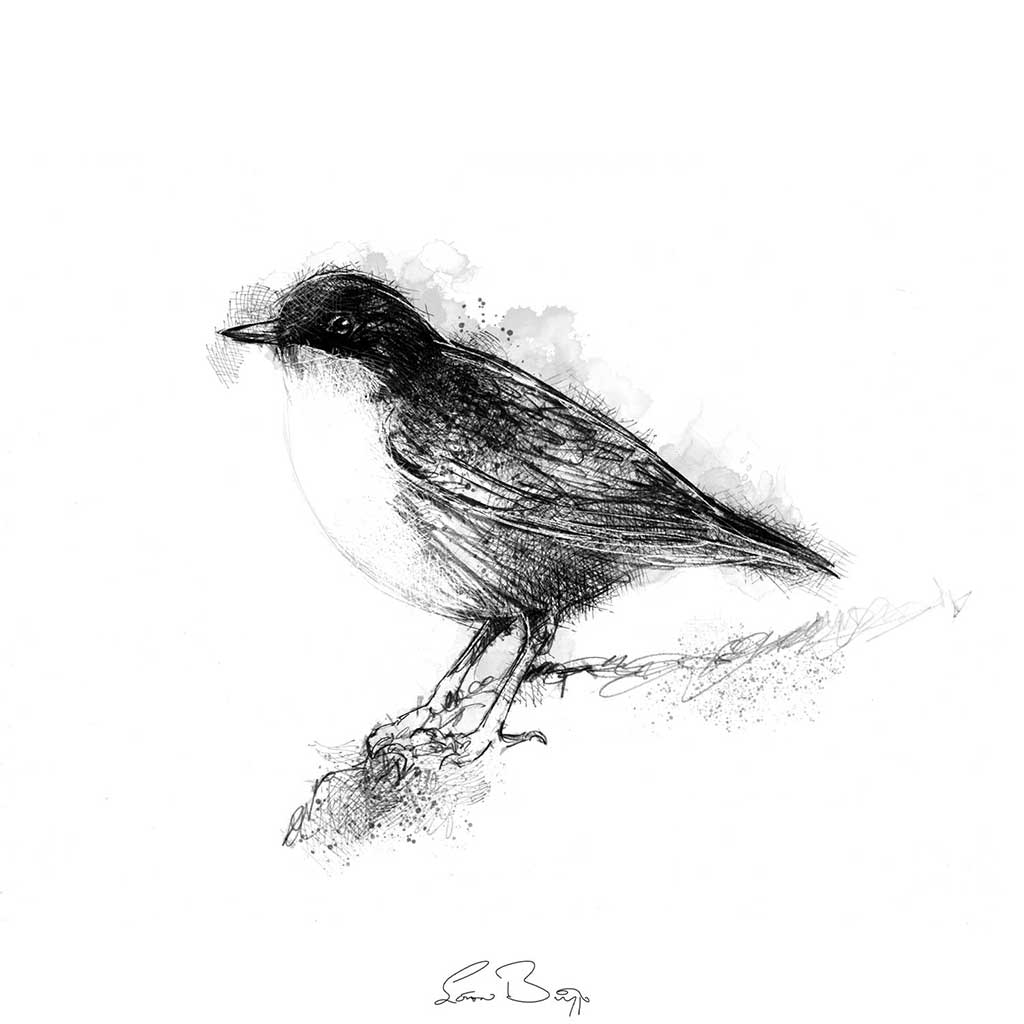 Dipper bird