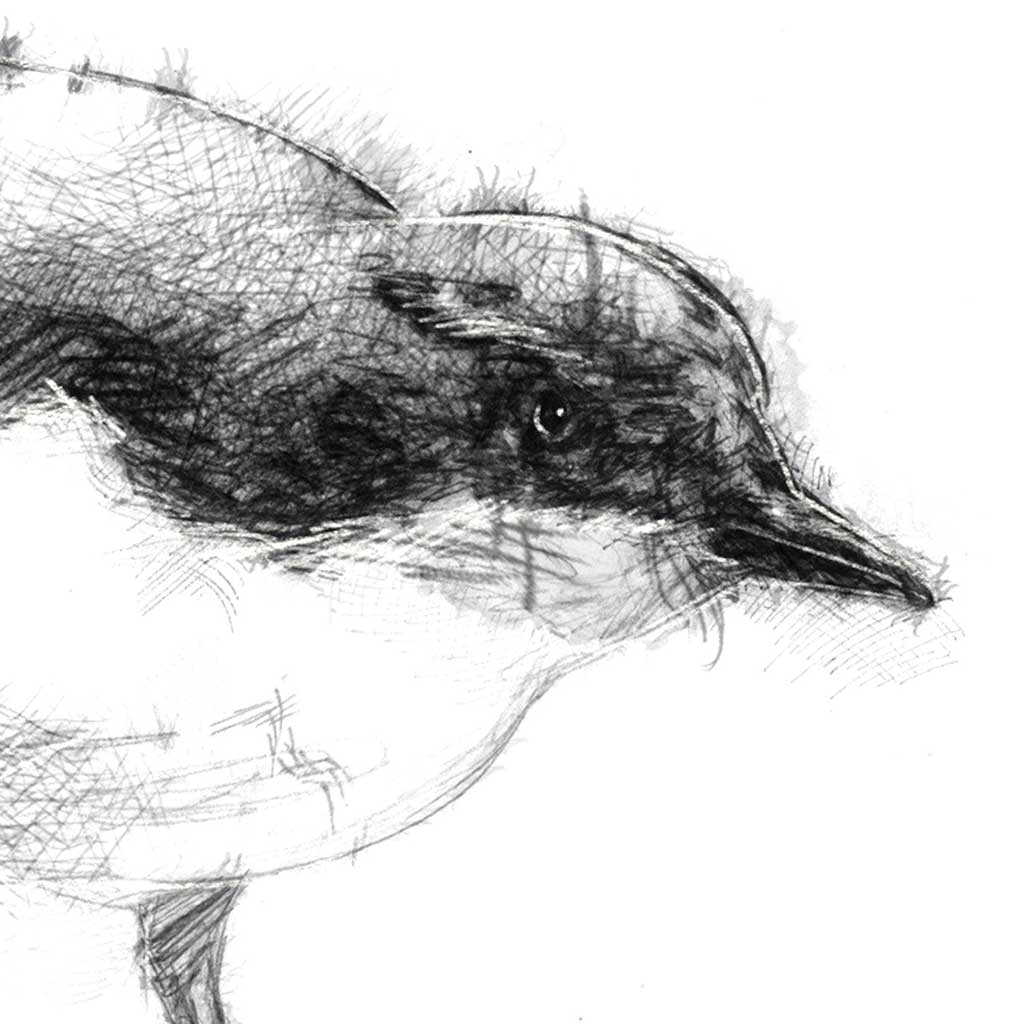Dipper bird