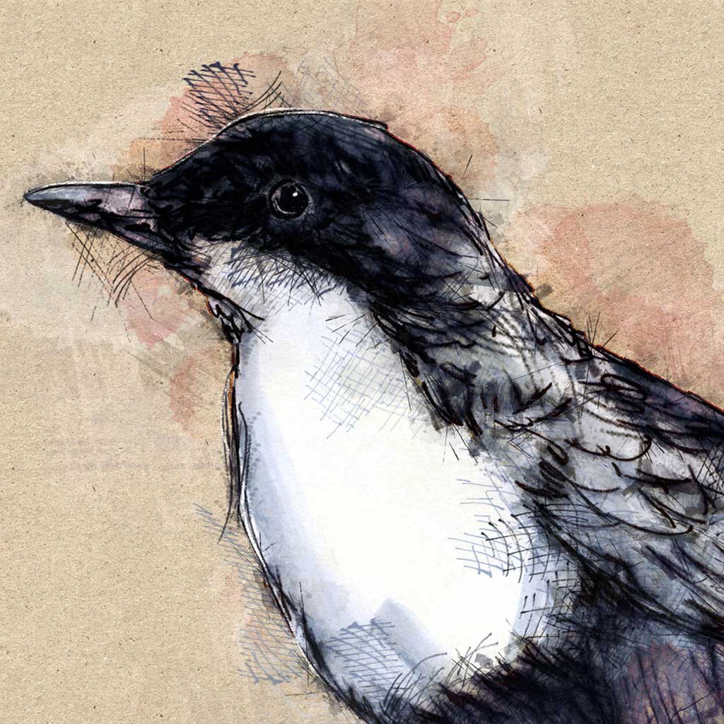 Dipper bird