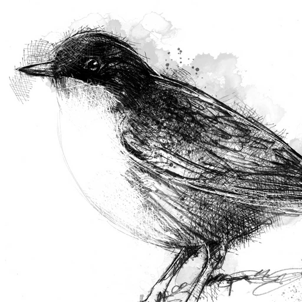 Dipper bird