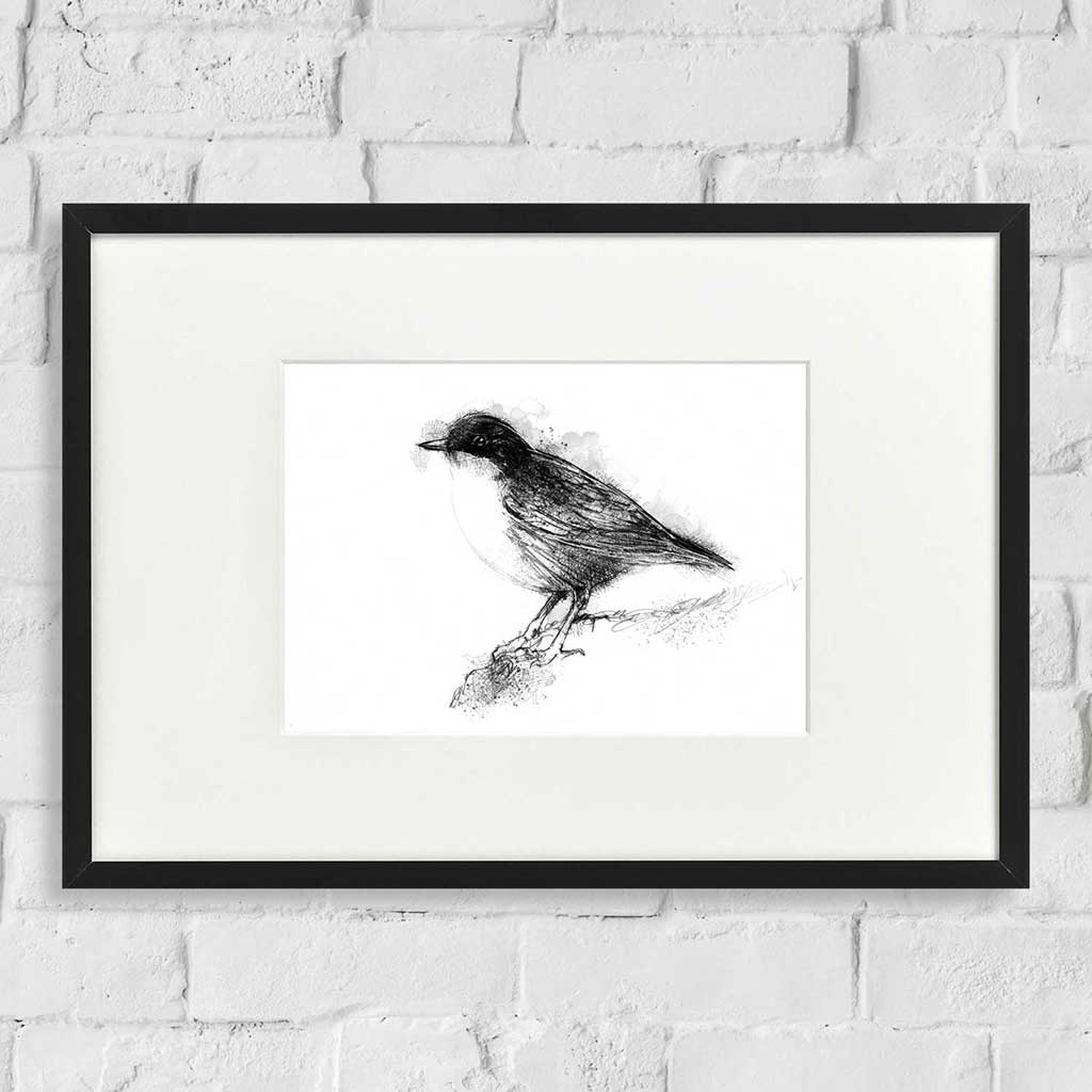 Dipper bird