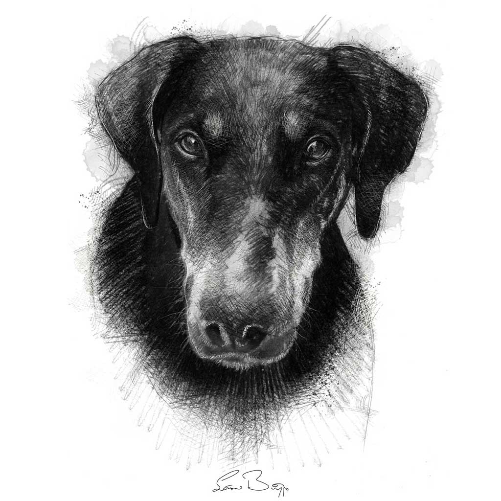 Doberman dog