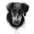 Doberman dog