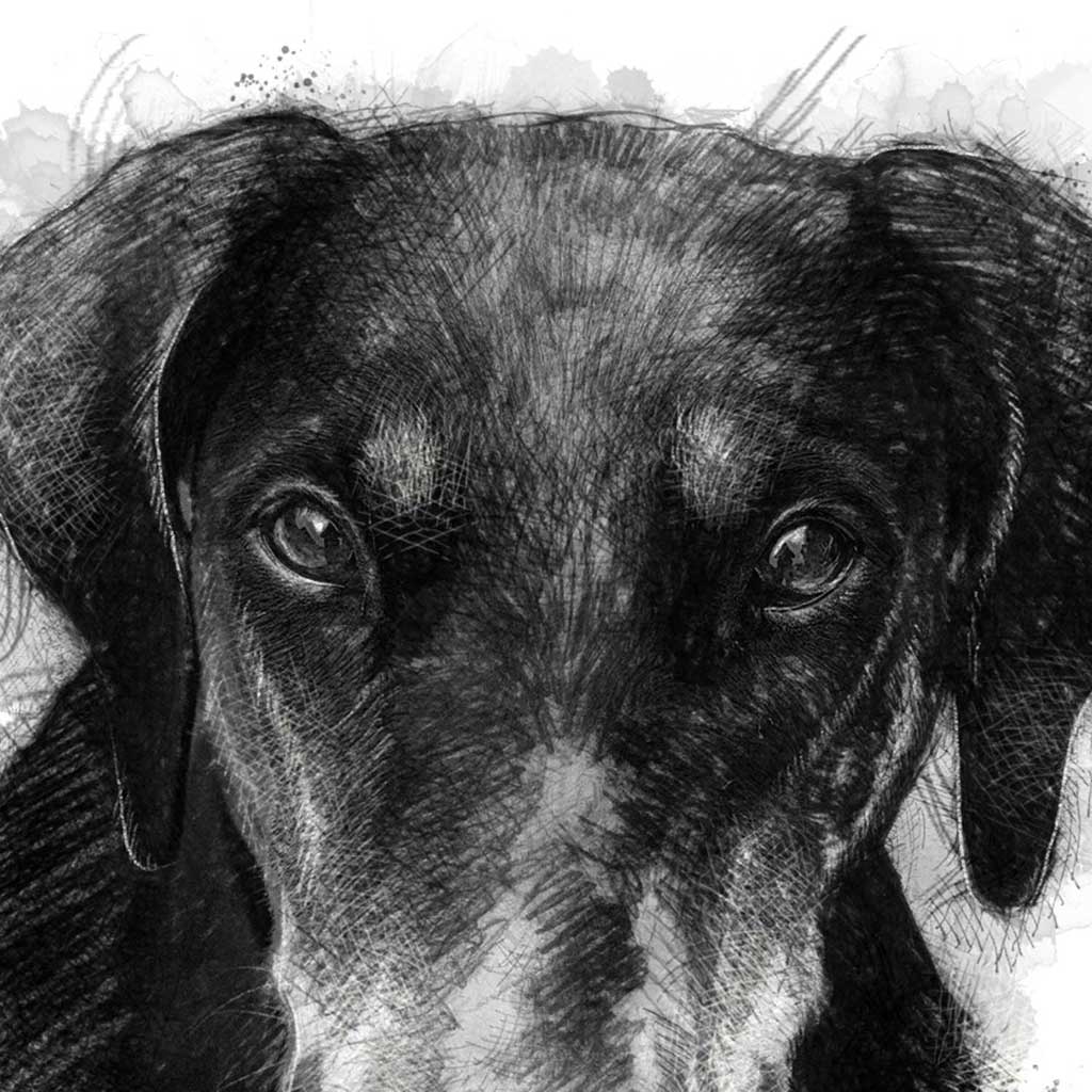 Doberman dog