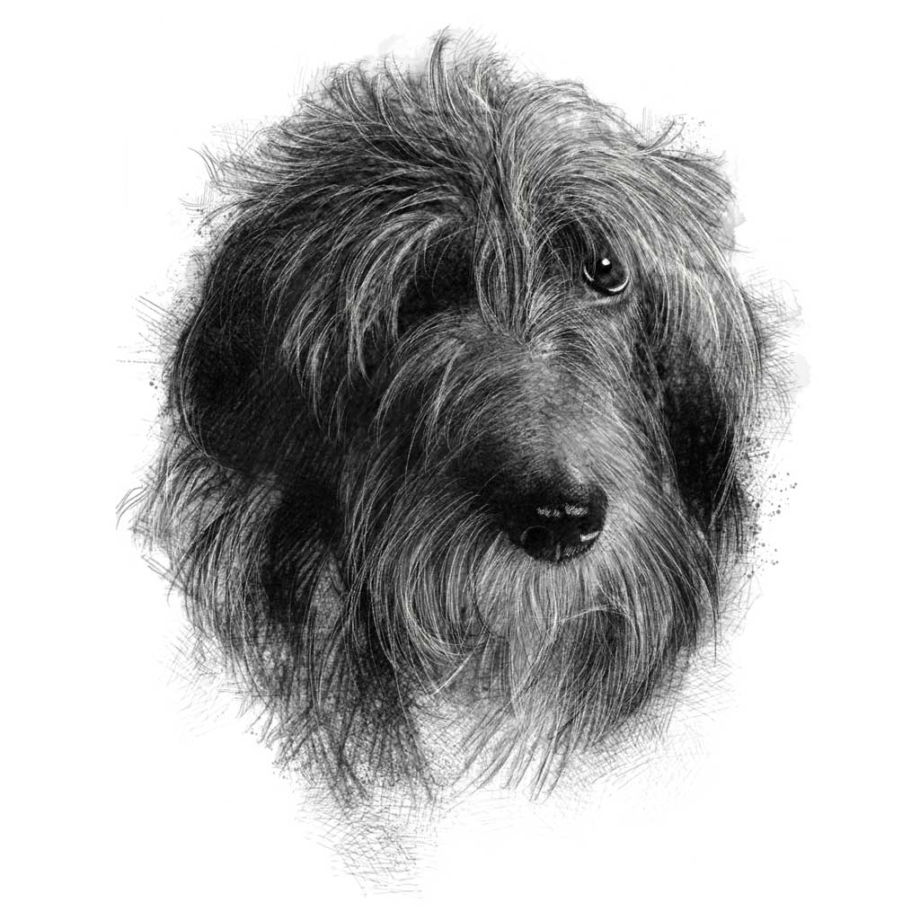 Another scruffy dog