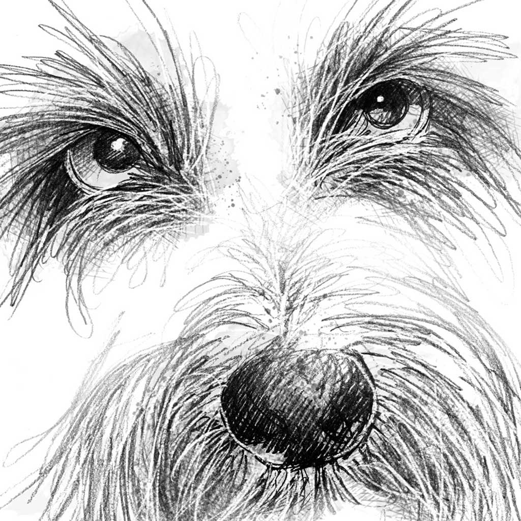 Scruffy dog