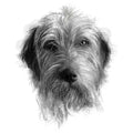 Scruffy dog by nature