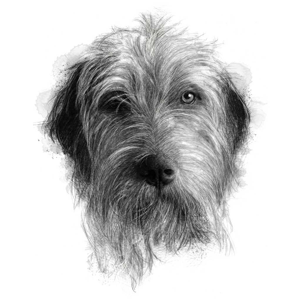 Scruffy dog by nature