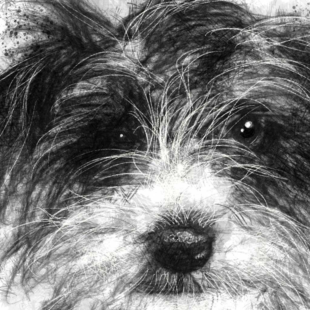 Little scruff