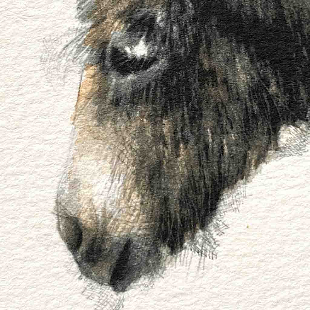 Donkey original mini sketch