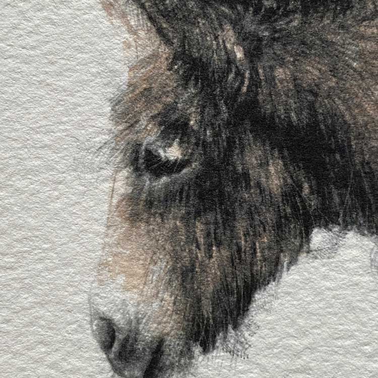 Donkey mini sketch