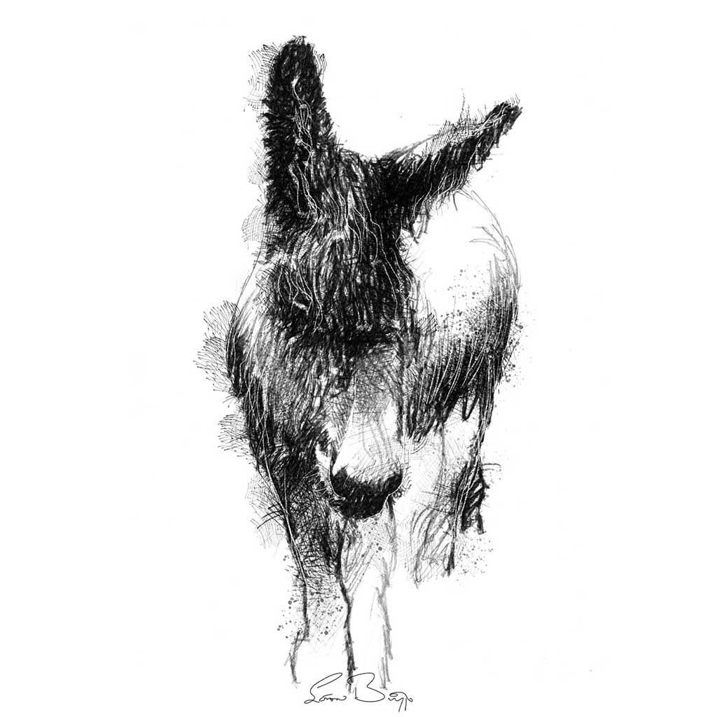 Rare donkey