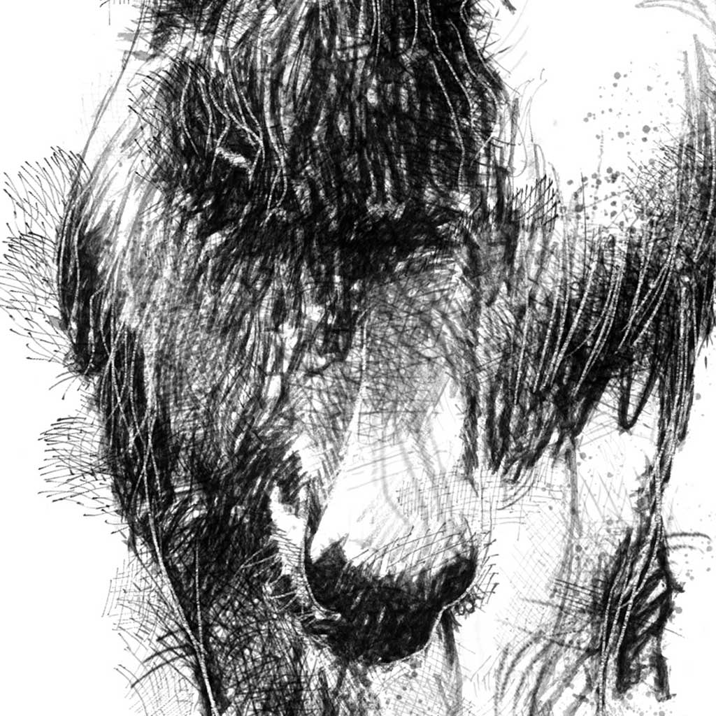 Rare donkey
