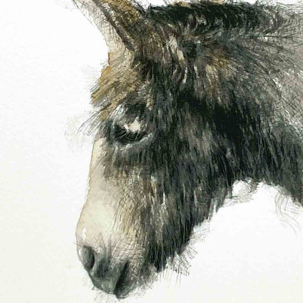 Donkey sketch