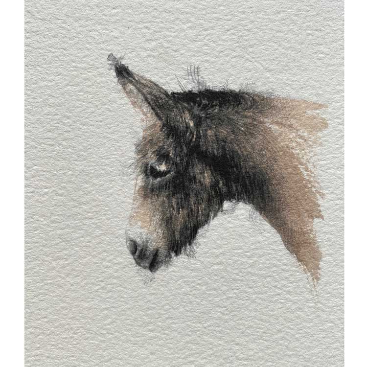 Donkey mini sketch