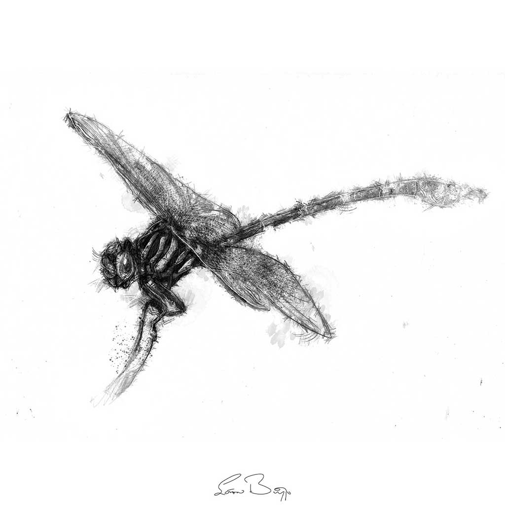Dragonfly