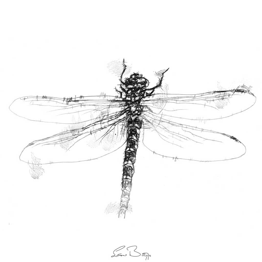 Dragonfly