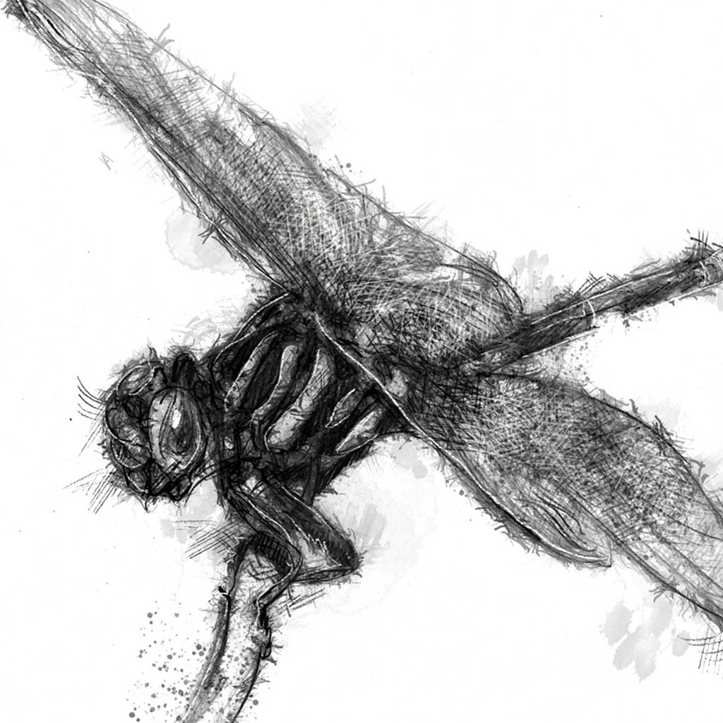 Dragonfly