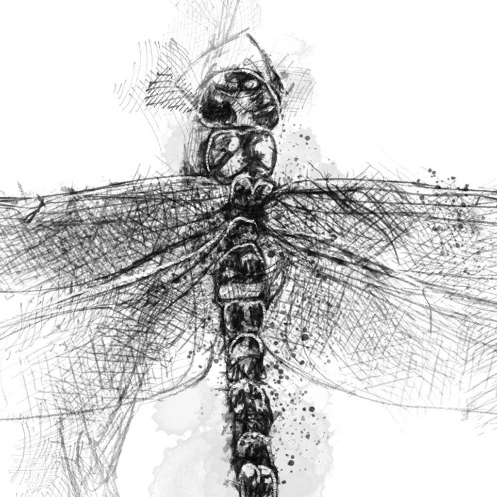 Dragonfly