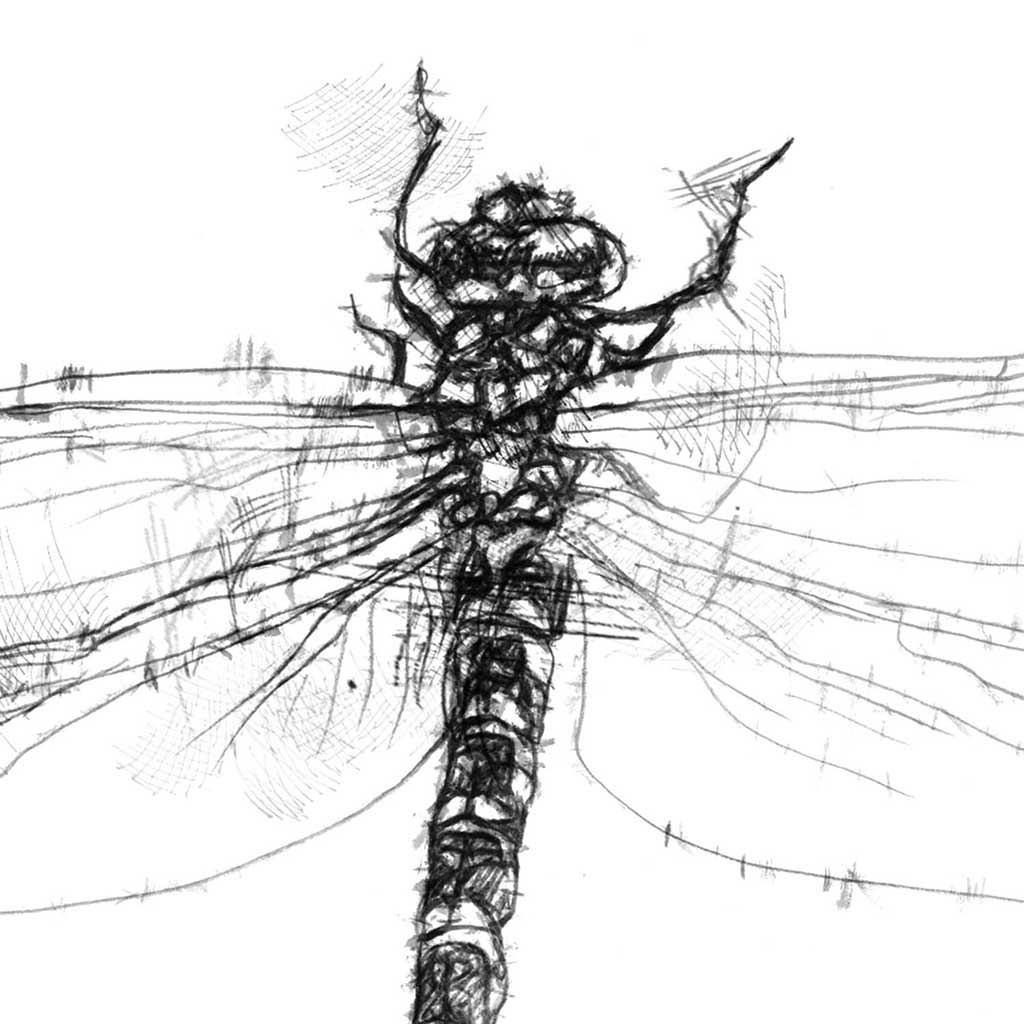Dragonfly