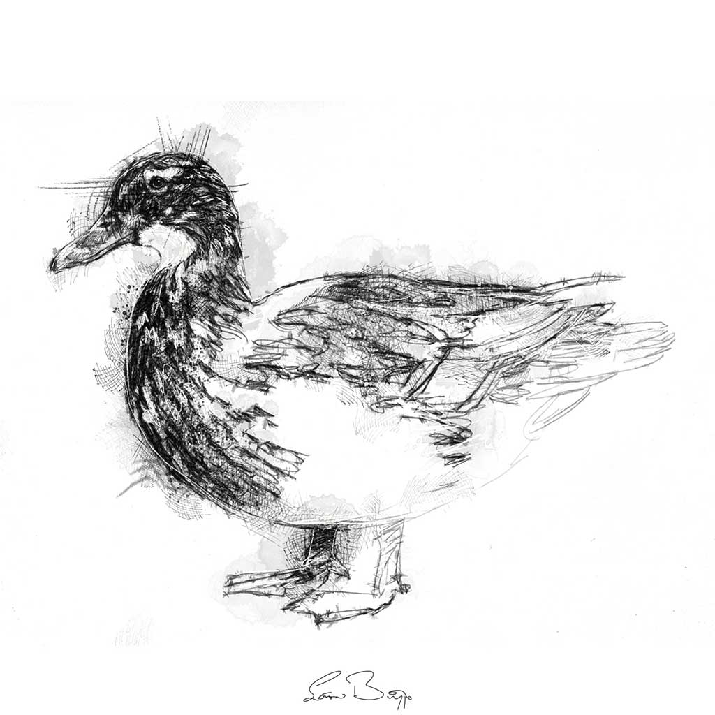 Duck