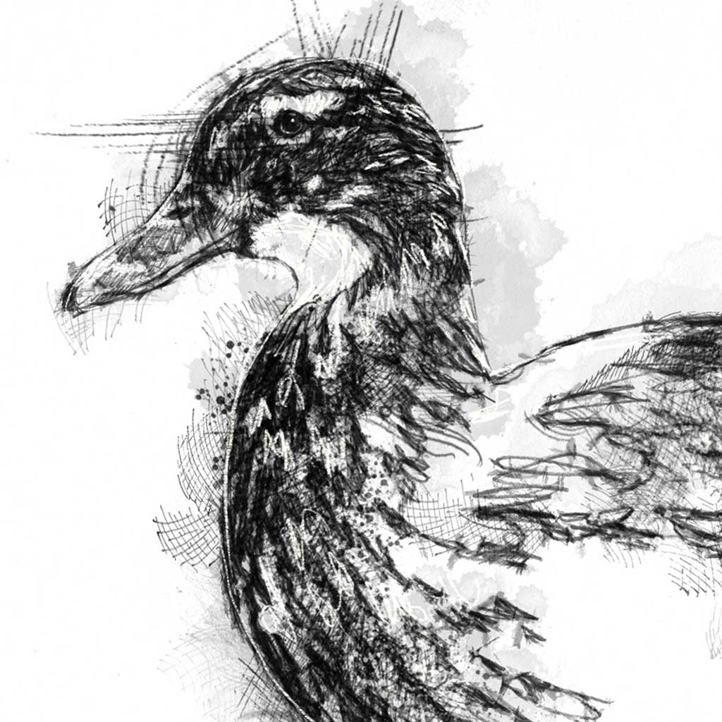 Duck