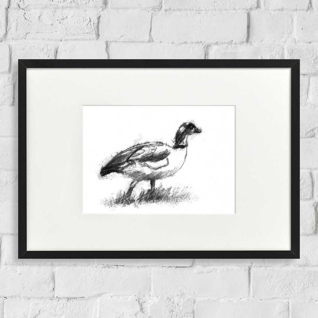 Duck