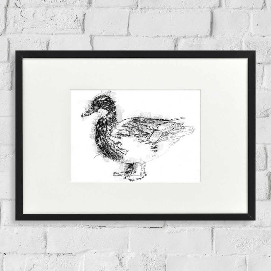 Duck