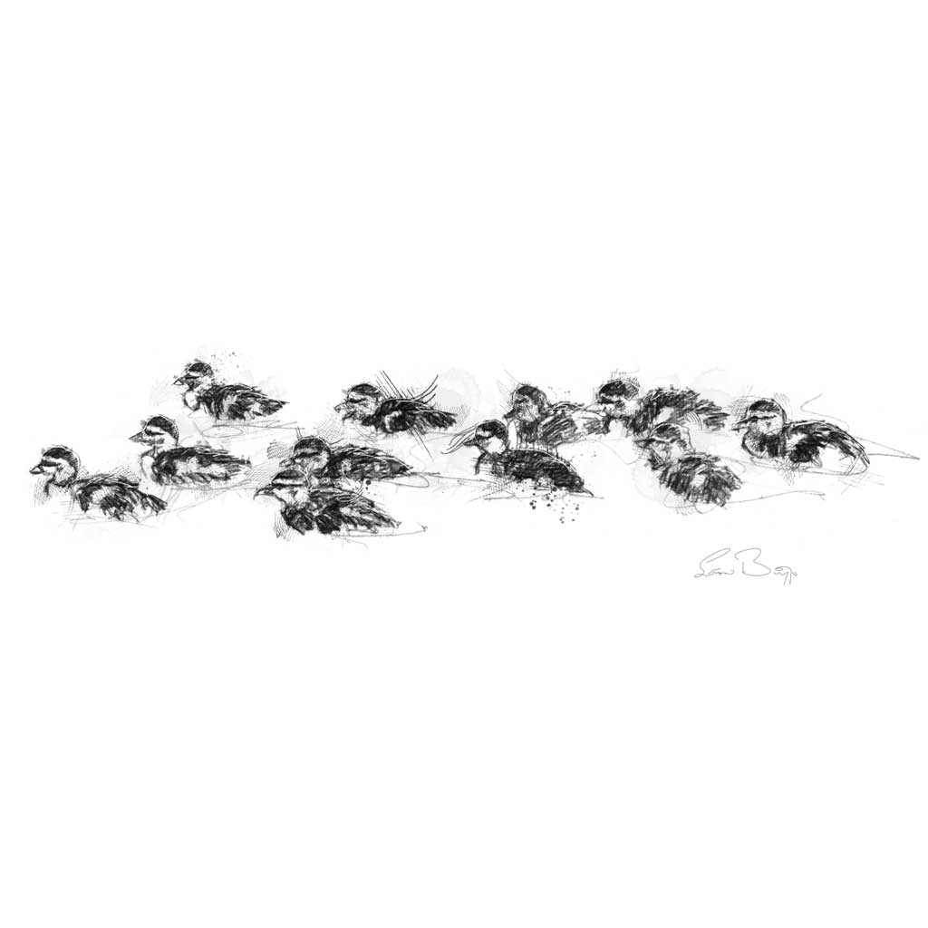 Ducklings swim wide format