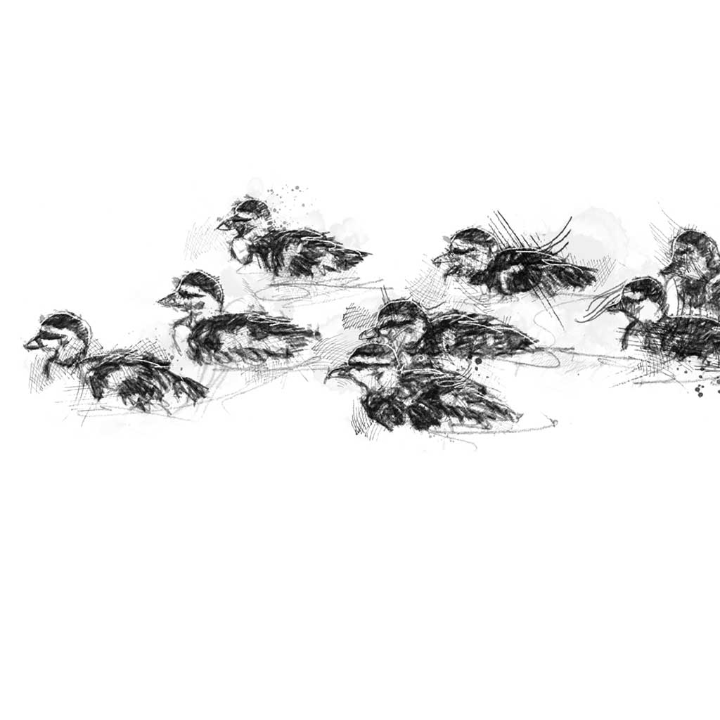 Ducklings swim wide format