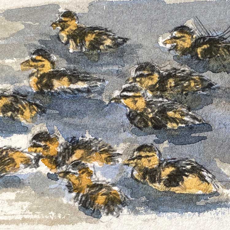 Ducklings original mini sketch