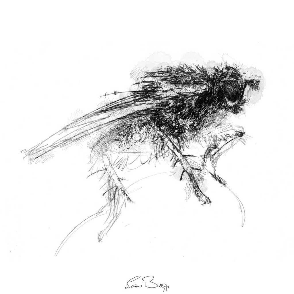 Dung fly