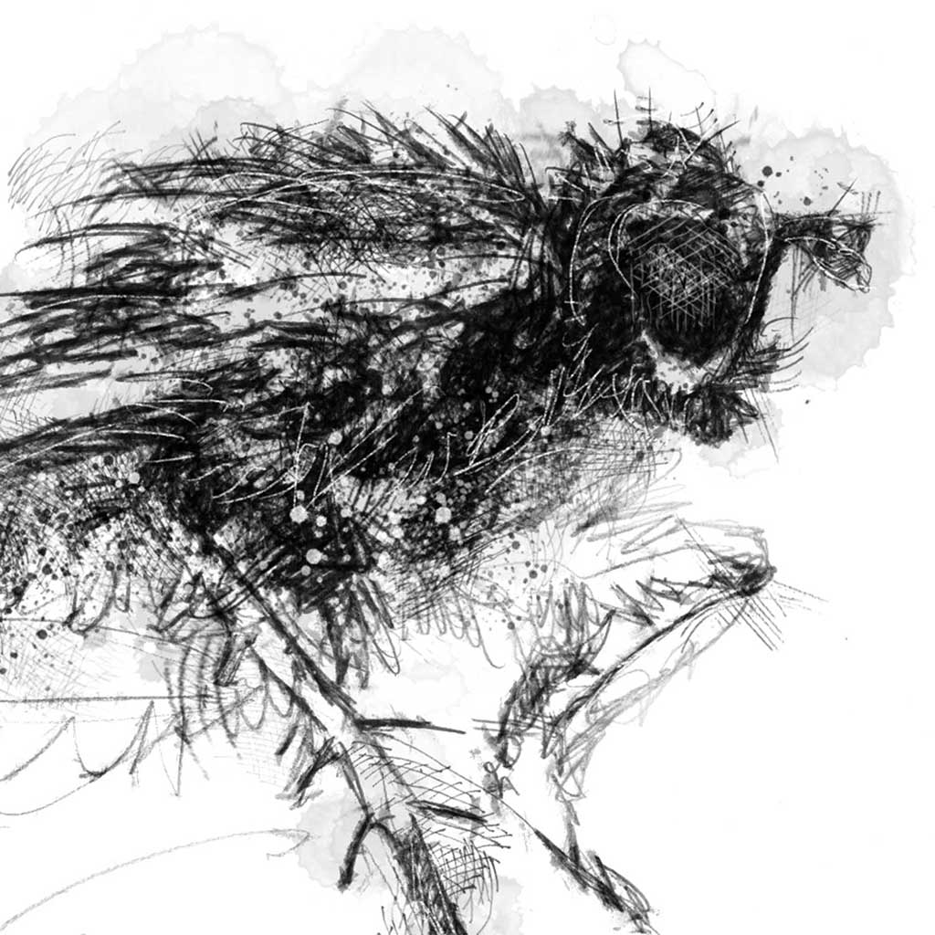 Dung fly