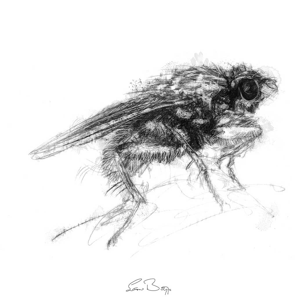 Dung fly