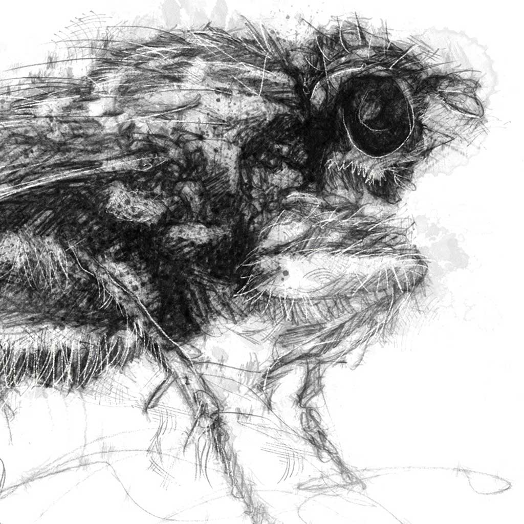 Dung fly