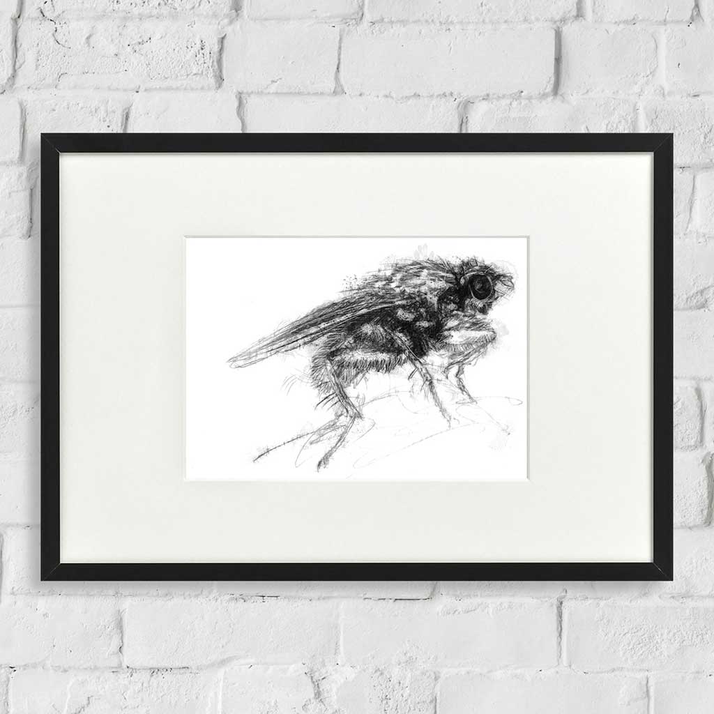 Dung fly