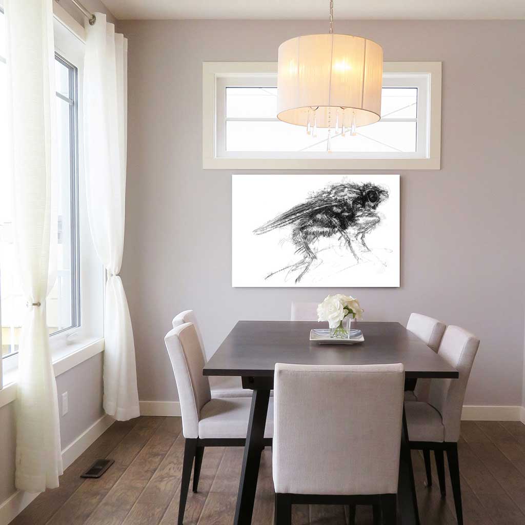 Dung fly
