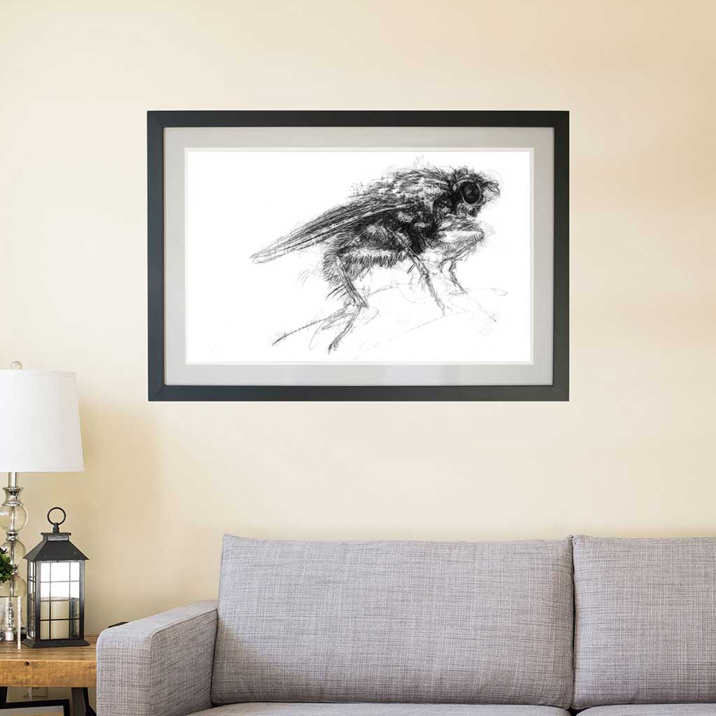 Dung fly
