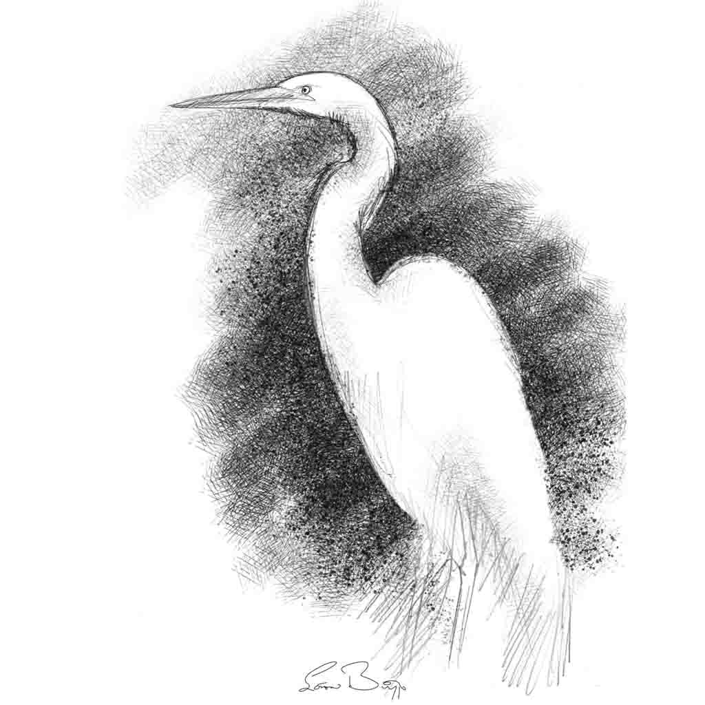 White egret