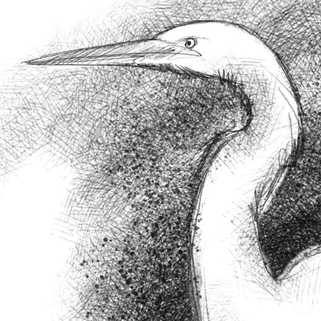 White egret