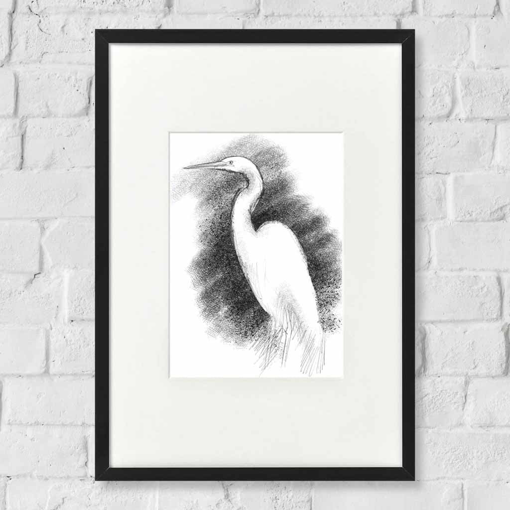 White egret