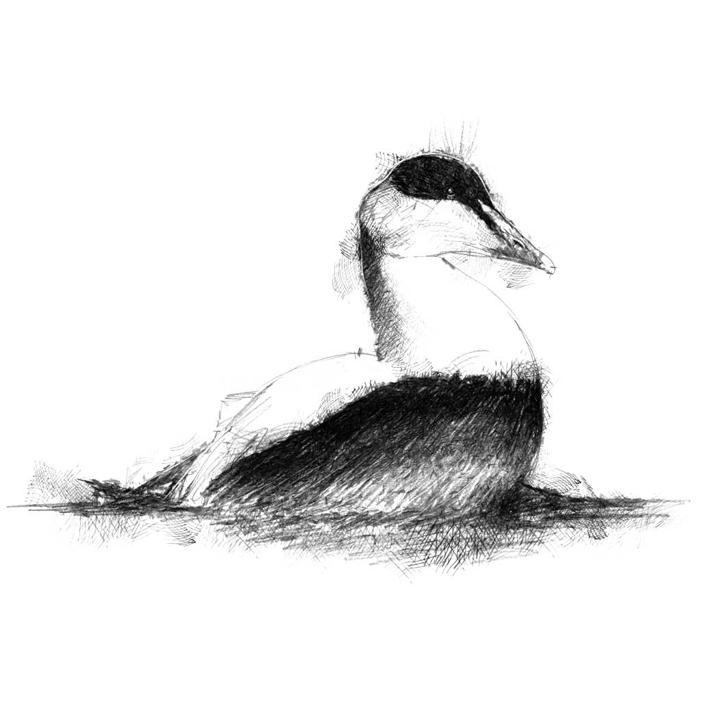 Eider drake
