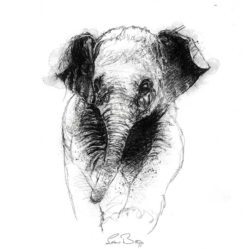 Baby elephant