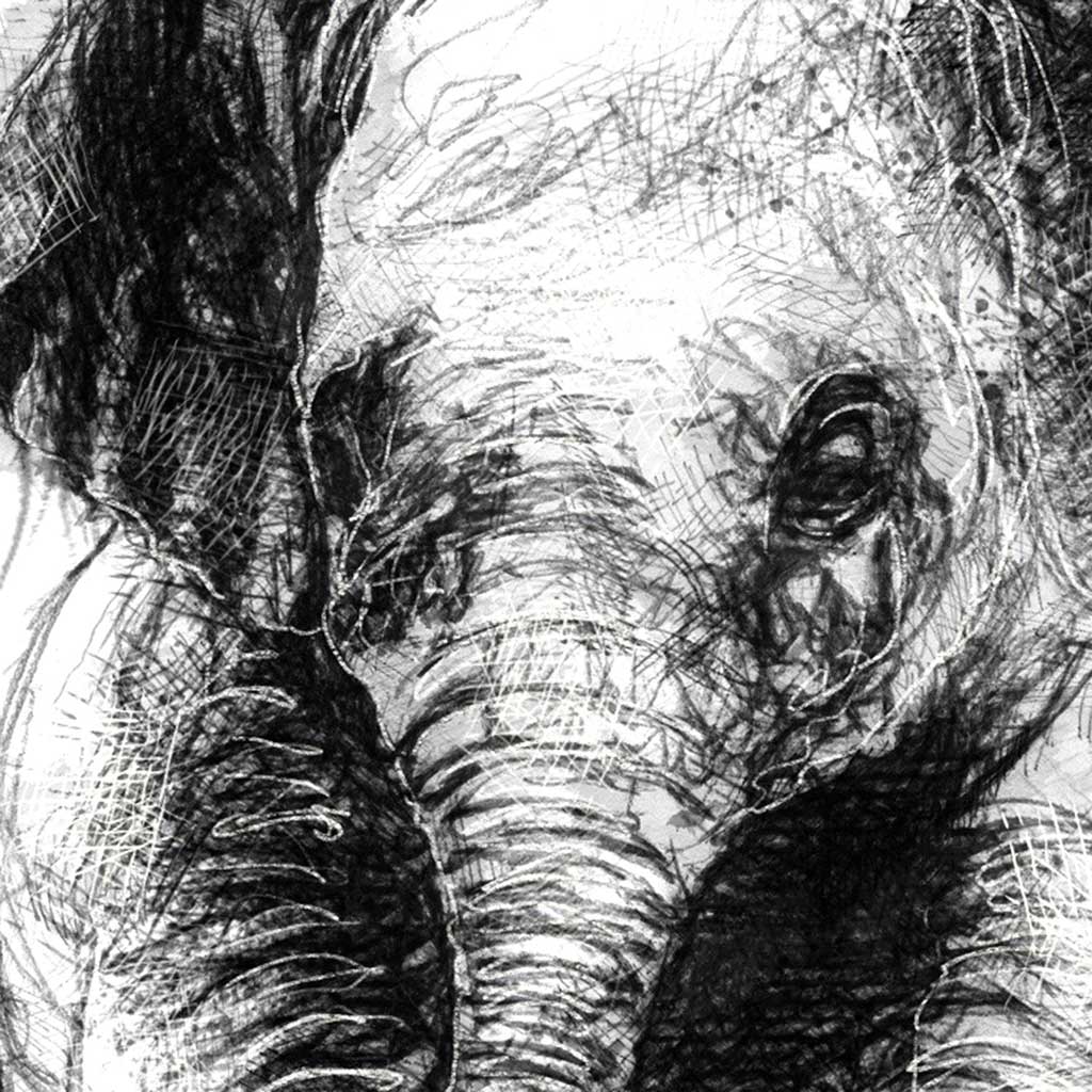 Baby elephant