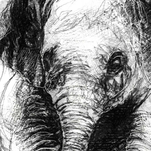 Baby elephant