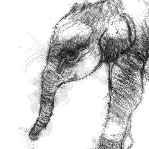 Baby elephant