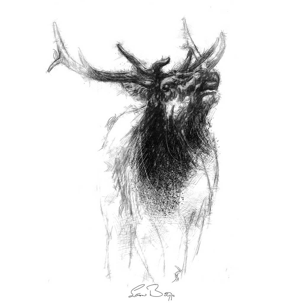 Elk stag