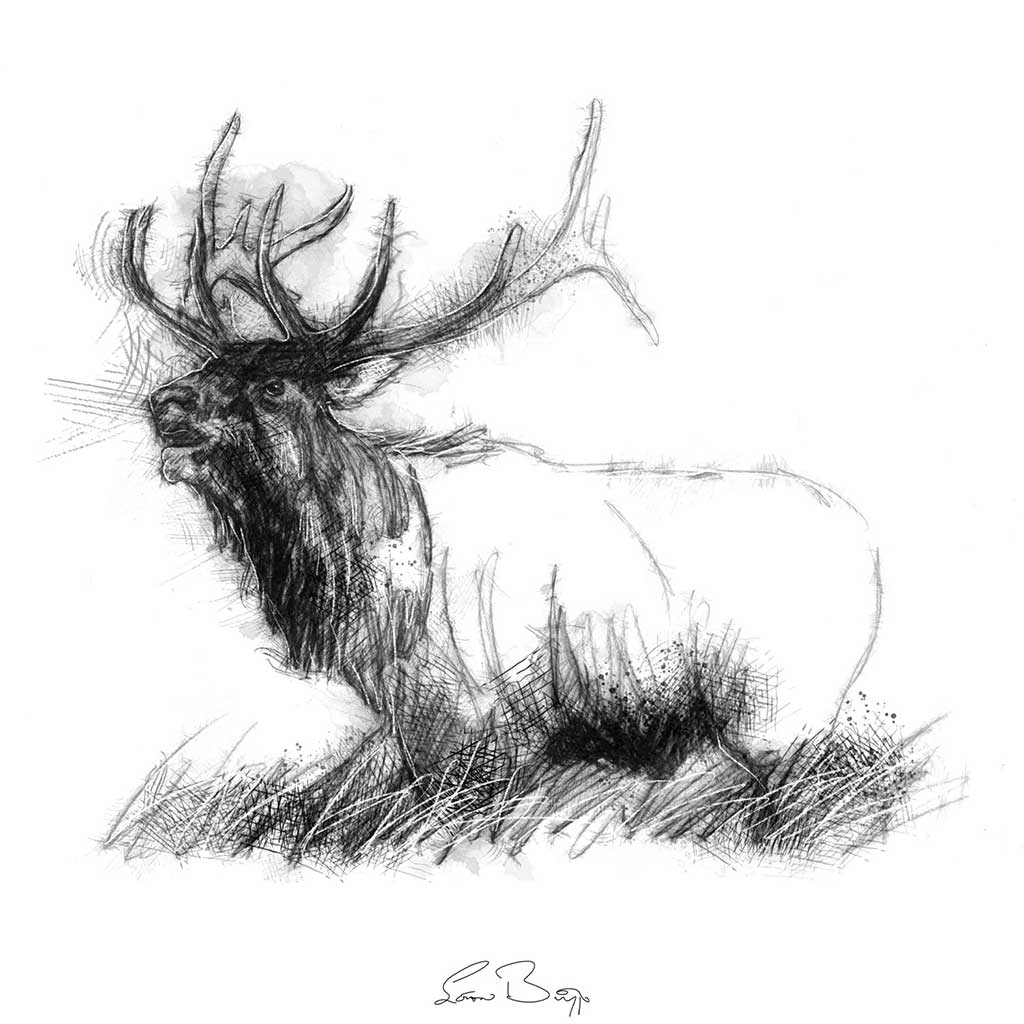Bull elk