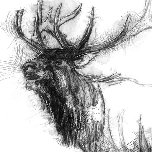 Bull elk