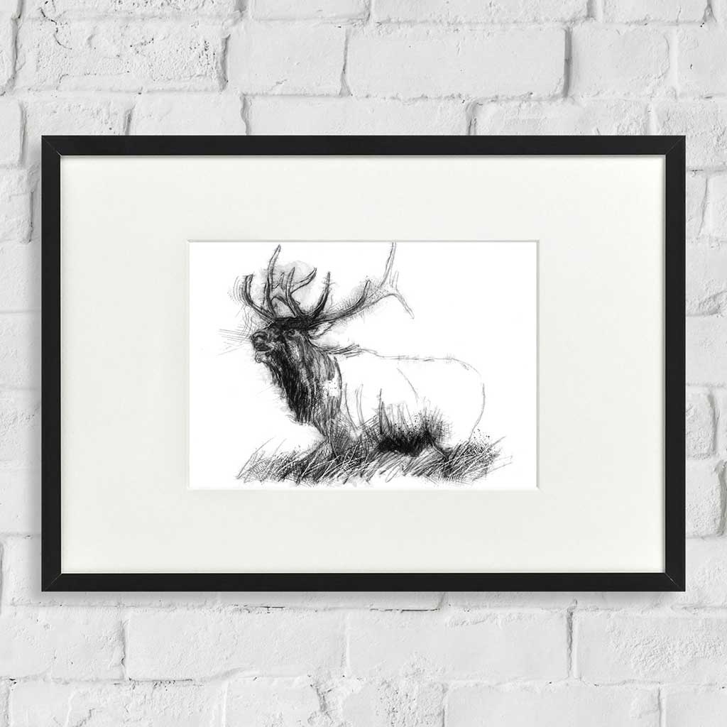 Bull elk